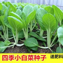 高产四季易种植小白菜种子种籽家庭园艺种植蔬菜种子菜种子