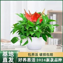 绿萝办公大盆室内大叶客厅吸水植物花绿箩绿植花卉盆栽绿罗长藤款