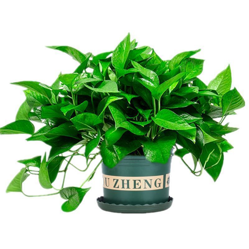 绿萝批发盆栽室内植物进化空气水培绿植懒人长藤大绿箩花卉亚马逊