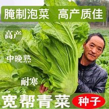 【四川宽帮青菜种子】腌渍泡菜酸菜腌菜中熟大叶秋播高产蔬菜种子