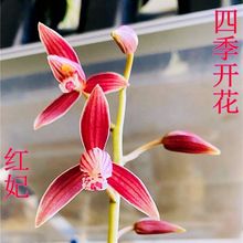 兰花苗带花苞建兰四季兰浓香型盆栽观花植物室内阳台好养名贵花卉