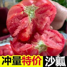现摘新疆品种普罗旺斯沙瓤西红柿子5斤生吃新鲜蔬菜自然熟小番茄9