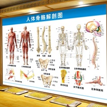 人体结构挂图骨科人体骨骼图内教学脏解剖示意图关节挂画海报内脏