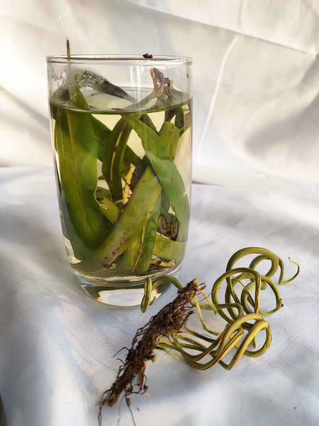 新货化石茶化石草肾精草茶中药材猫须草茶批发化石草