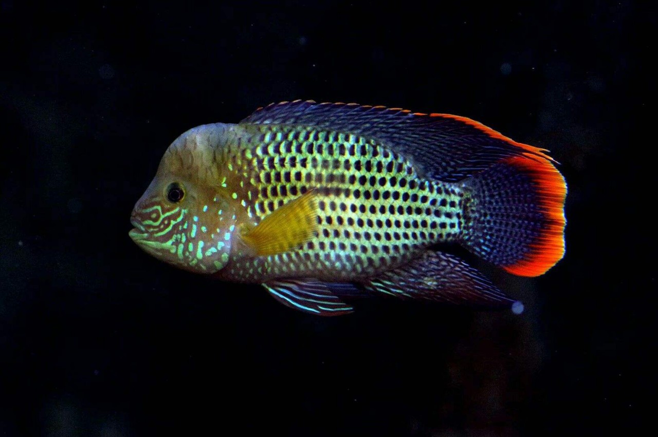 红尾皇冠鱼起头财神玉面皇冠鱼中型热带观赏鱼活体