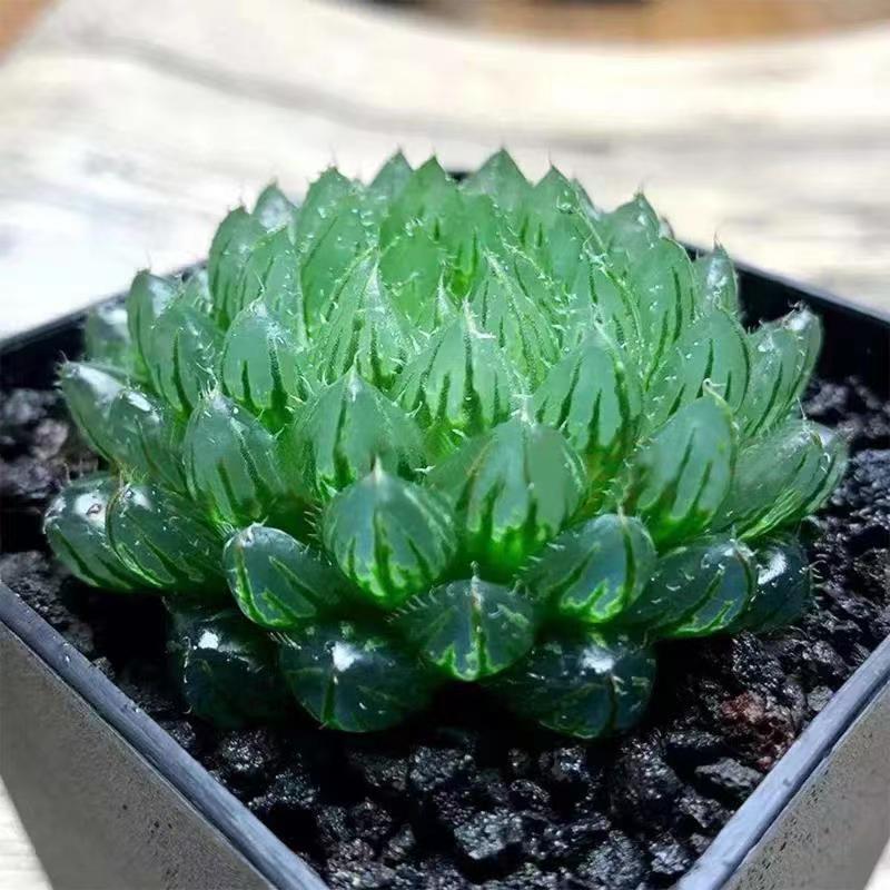 玉露多肉植物组合十二卷冰川冰灯姬玉露办公室内绿植玉露盆栽属鸡