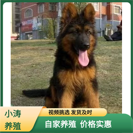 纯种赛级德国牧羊犬活体狼犬幼崽锤系德牧黑背犬弓背德牧赛系幼犬