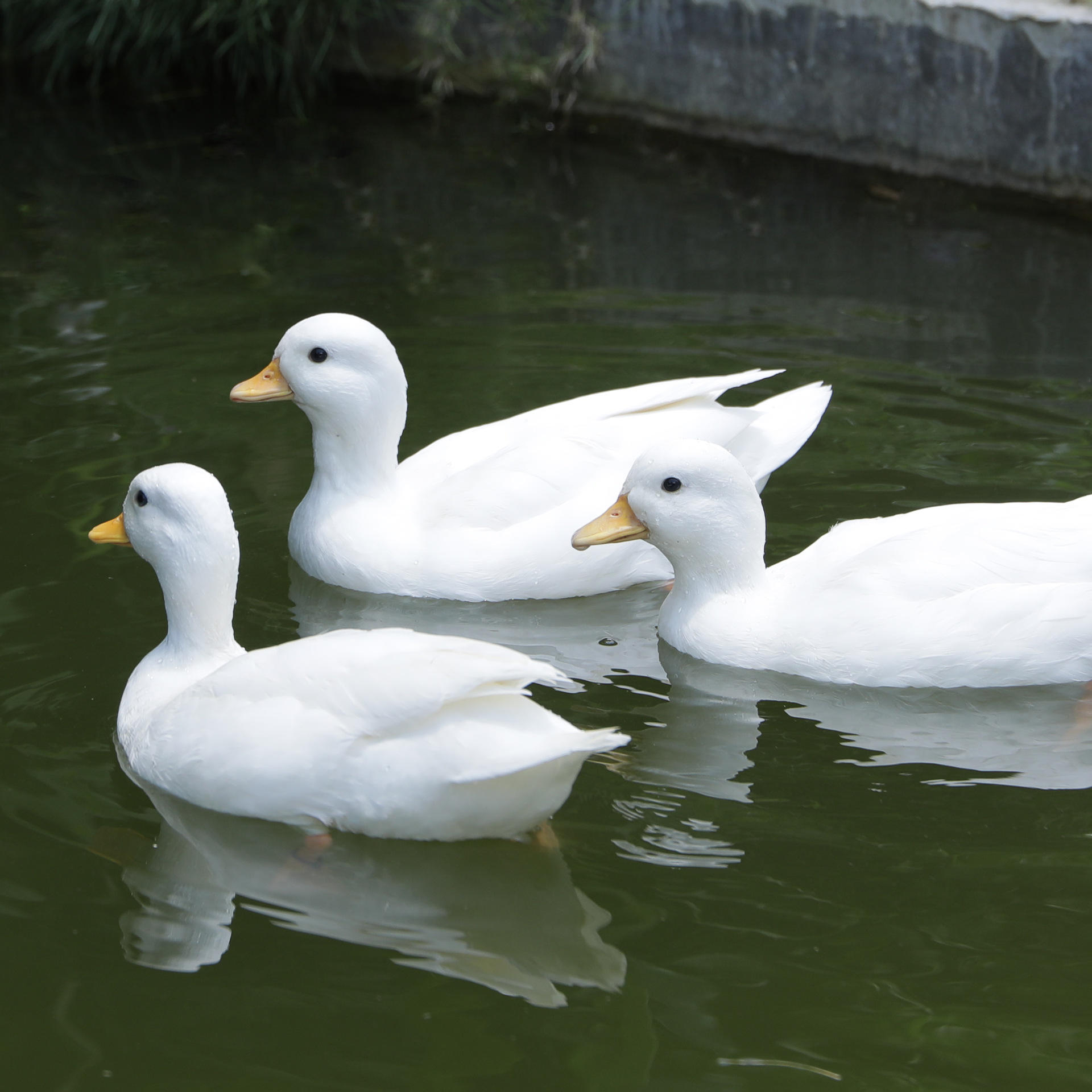 萌宠柯尔鸭观赏景区出售萌宠小叫鸭短腿鸭观赏租赁柯尔鸭受精蛋
