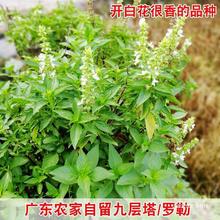 广东农家自留九层塔种子白花大叶罗勒盆栽食用香草金不换蔬菜种子