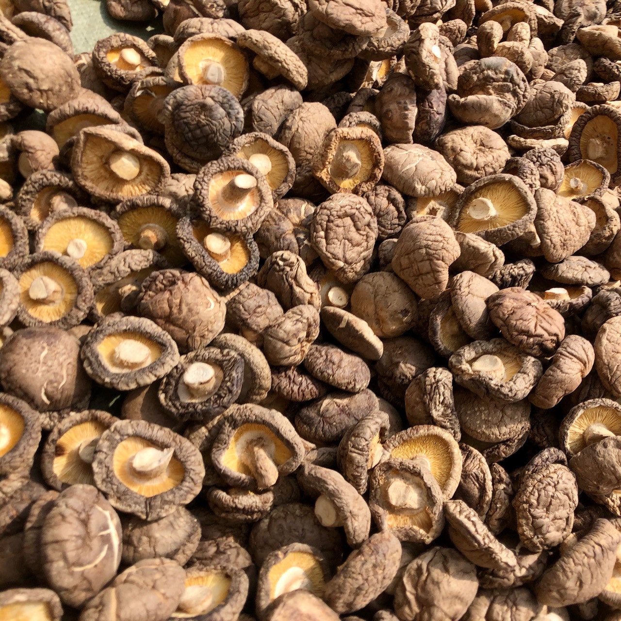 大香菇干货蘑菇河南香菇食用菌肉厚冬菇农产品500g批发常年供应