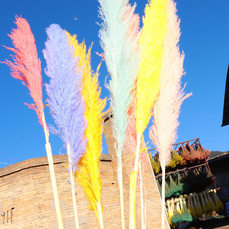 云南工厂批发 跨境热卖干花染色大彩色芦苇蒲苇 婚庆家居摄影干花