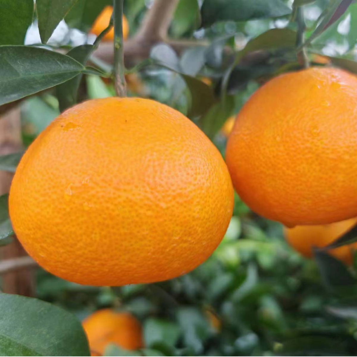 四川爱媛38号大果现货产地直发9斤装鲜果一件代发包邮(韵达)-阿里巴巴