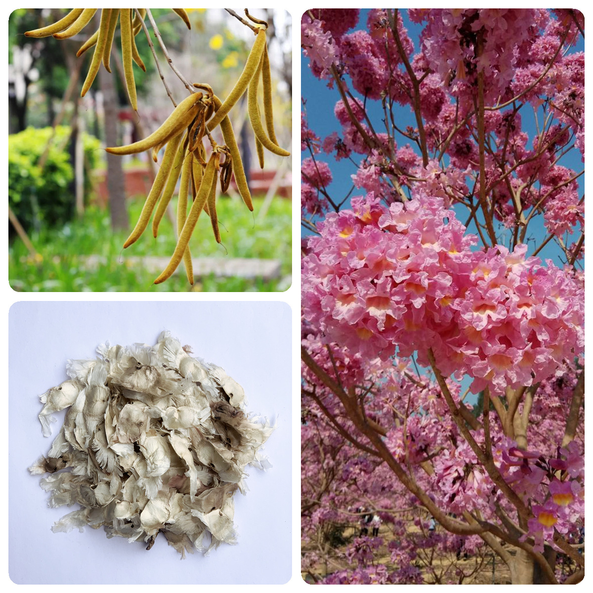 林木树种籽粉花风铃木种子紫花风铃木种子红花风铃木紫绣球种子