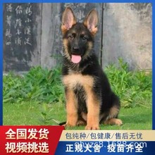 德国德牧幼犬纯种德牧牧羊犬活体宠物狗家养黑背东德血统cku犬舍