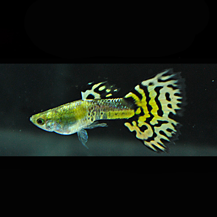 水族孔雀鱼活体古老黄马赛克凤尾观赏鱼热带淡水小型群游上层批发