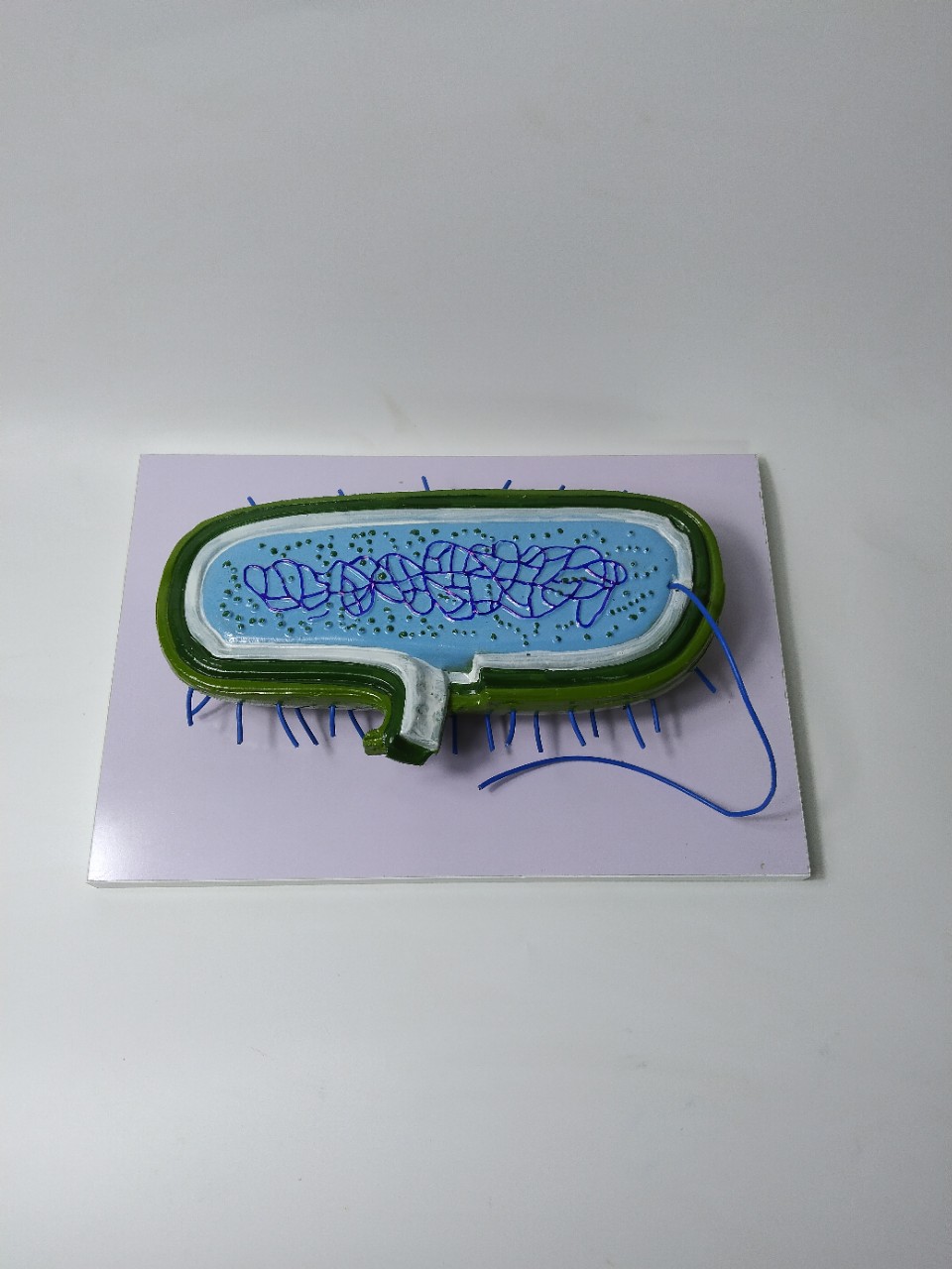 细菌模型 病毒模型 标本染色体鞭毛微生物教学解剖模型