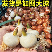 郁金香种球进口重瓣水培植物室内绿植盆栽种子水仙花卉风信子水养