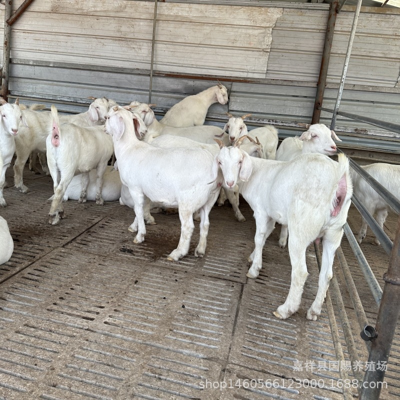 白山羊公羊价格 美国大白山羊基础母羊 大白羊羊羔出售国赐养殖场