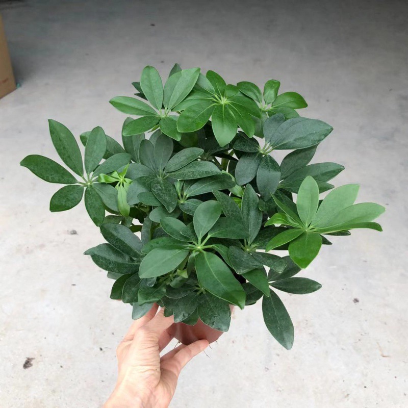 基地直销110#鸭脚木 鸭掌木 绿植小盆栽观赏植物办公室室内盆景