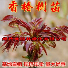 香椿树苗南方北方种植庭院盆栽地栽香椿芽四季树绿油红油香椿树苗