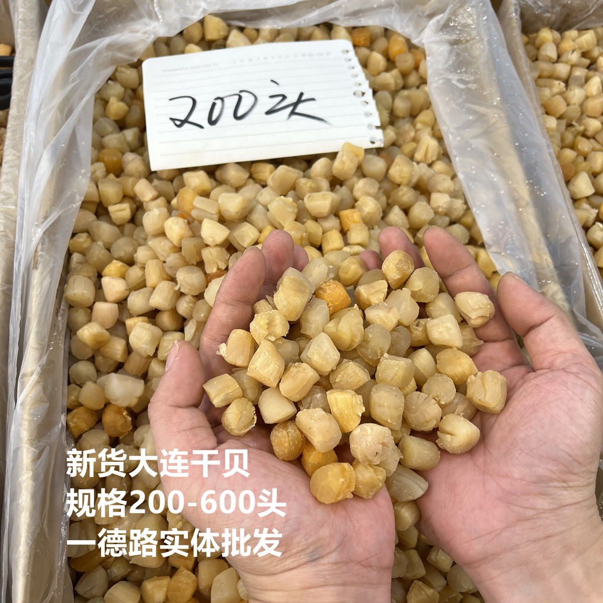 新货大连瑶柱干贝 200-600头 一德路实体批发 淡晒干贝 煲汤煲粥