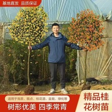 桂花树苗地栽四季桂常青桂花树金桂丹桂大树苗庭院植物阳台浓香花