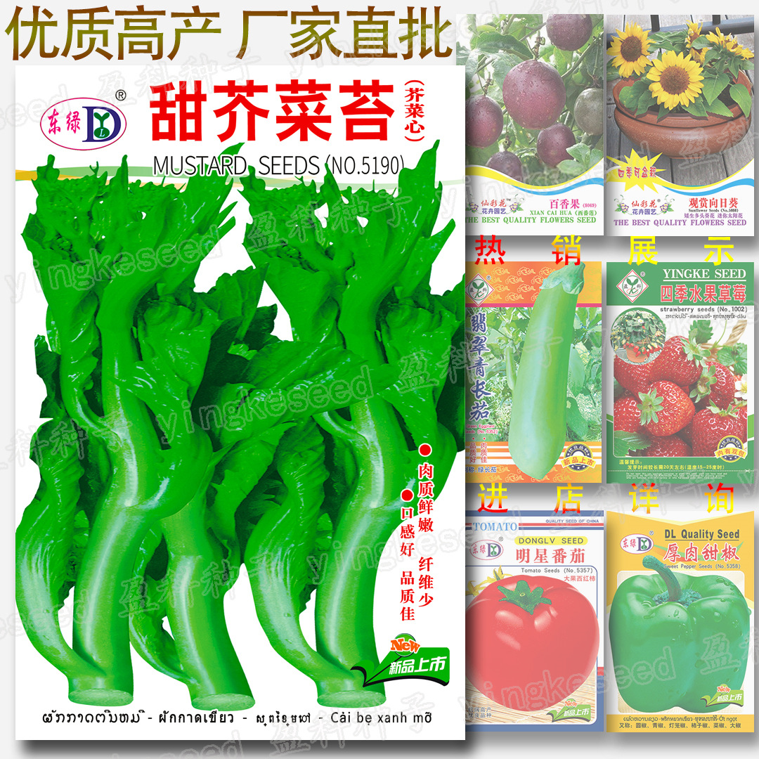 甜芥菜苔种子 约1600粒鲜嫩芥菜心种籽 四季芽苗菜咸菜榨菜盖菜种