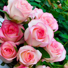 一件代发直播月季花苗浓香大花玫瑰室内阳台盆栽蔷薇爬藤月季庭院