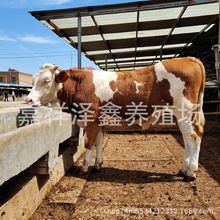 西门塔尔牛肉牛犊价格 鲁西黄牛小牛养殖场 哪里有利木赞牛出售
