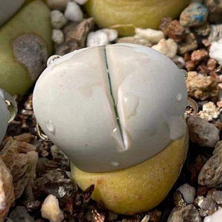 基地直发多肉植物春桃玉白色绿植小盆栽花卉园艺三年株生石花pp