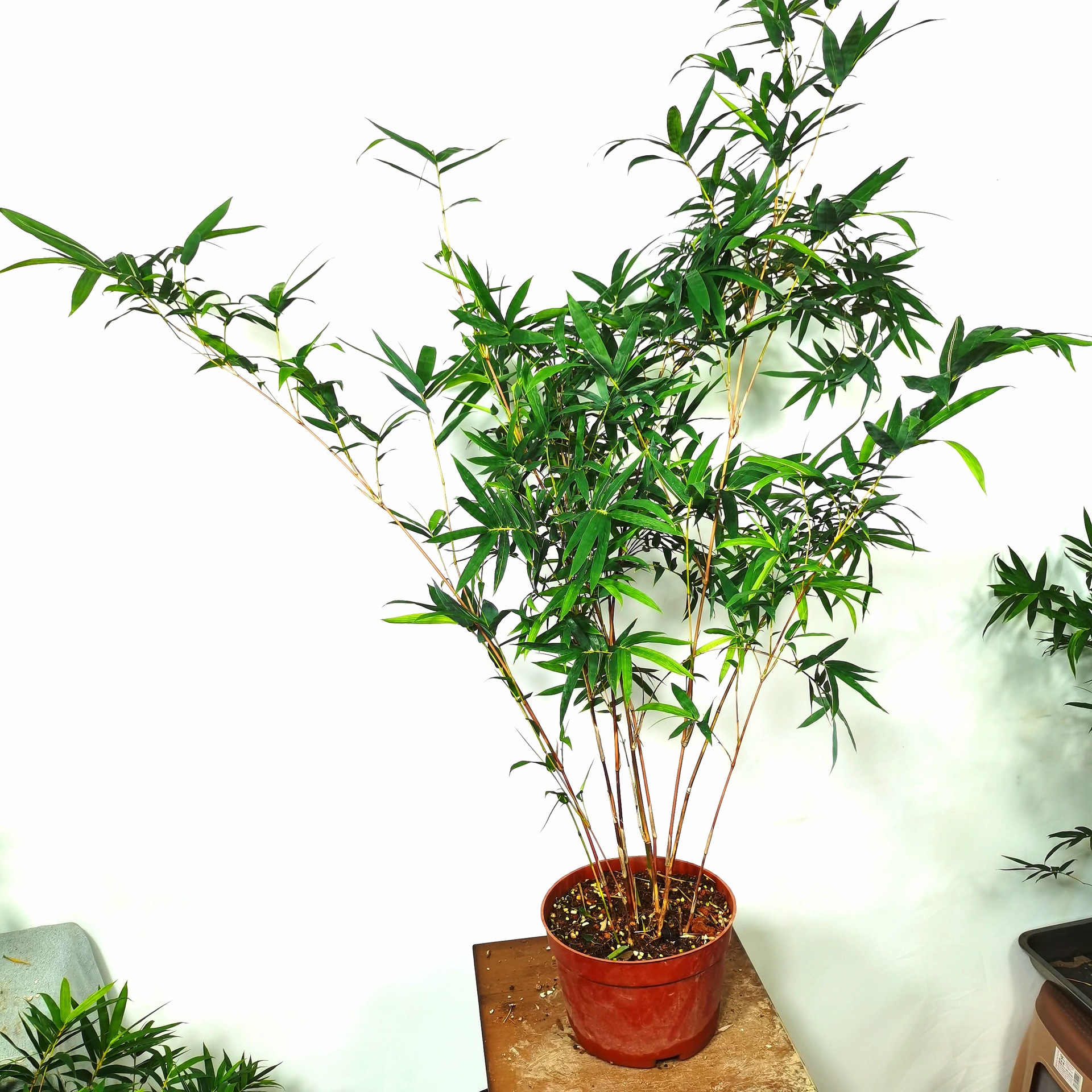 红竹红观音竹20cm大盆富贵竹室内客厅绿植盆栽庭院好养植物盆景.