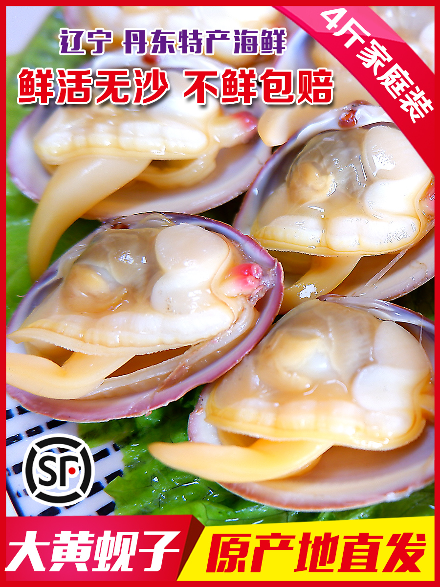 丹东大黄蚬子鲜活无沙野生蛤蜊花甲黄贝扇贝海鲜贝类水产4斤顺丰