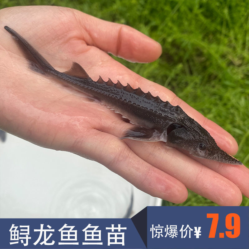 观赏鱼活体冷水鱼淡水鱼鲟龙鱼苗清洁鱼清道夫吃垃圾