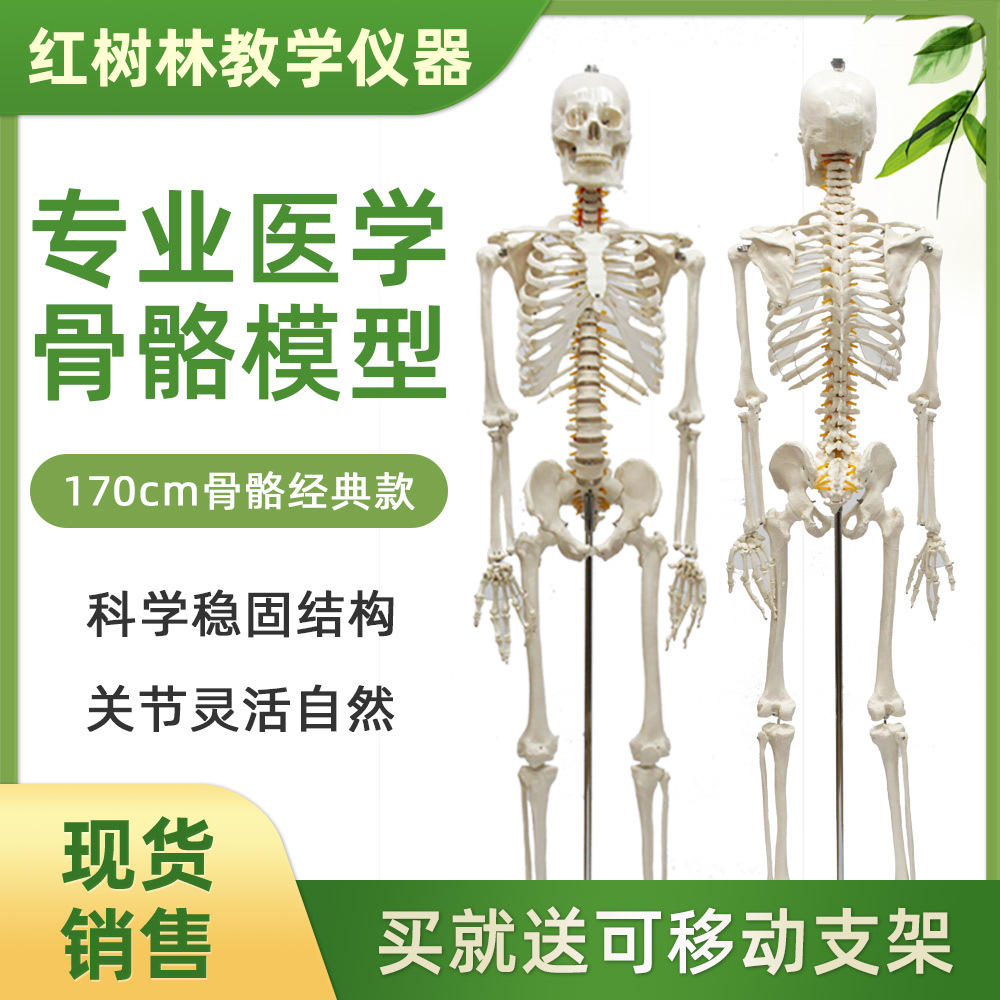 人体骨骼支架稳固神经根颈动脉椎间盘1:1塑料仿真170cm大骨架模型