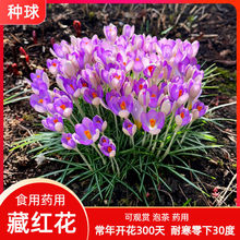 【食用药用】西藏藏红花种球耐寒室外植物花卉种子球根番红花盆栽
