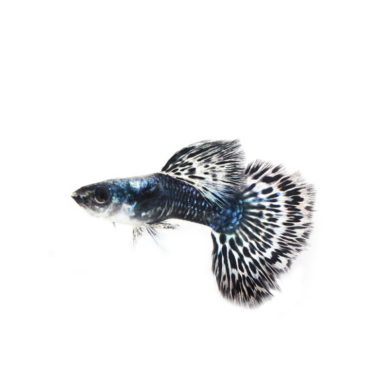 蓝龙孔雀鱼 泰国纯种改良品高端白金蓝马赛克活体孔雀鱼