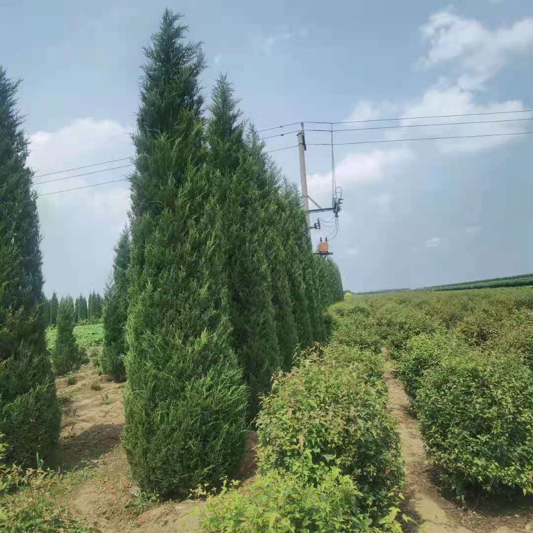 又称塔柏,四季常绿针叶树种,规格1.5米到6米可选择