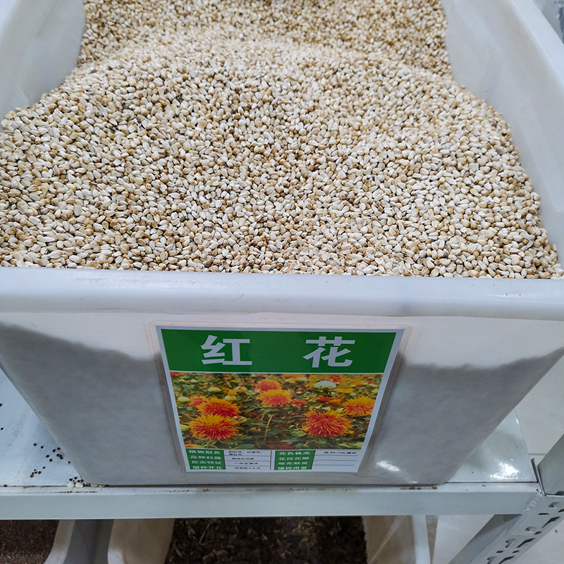 红花种子无刺种籽四季多年生中药材产量高观叶种孑