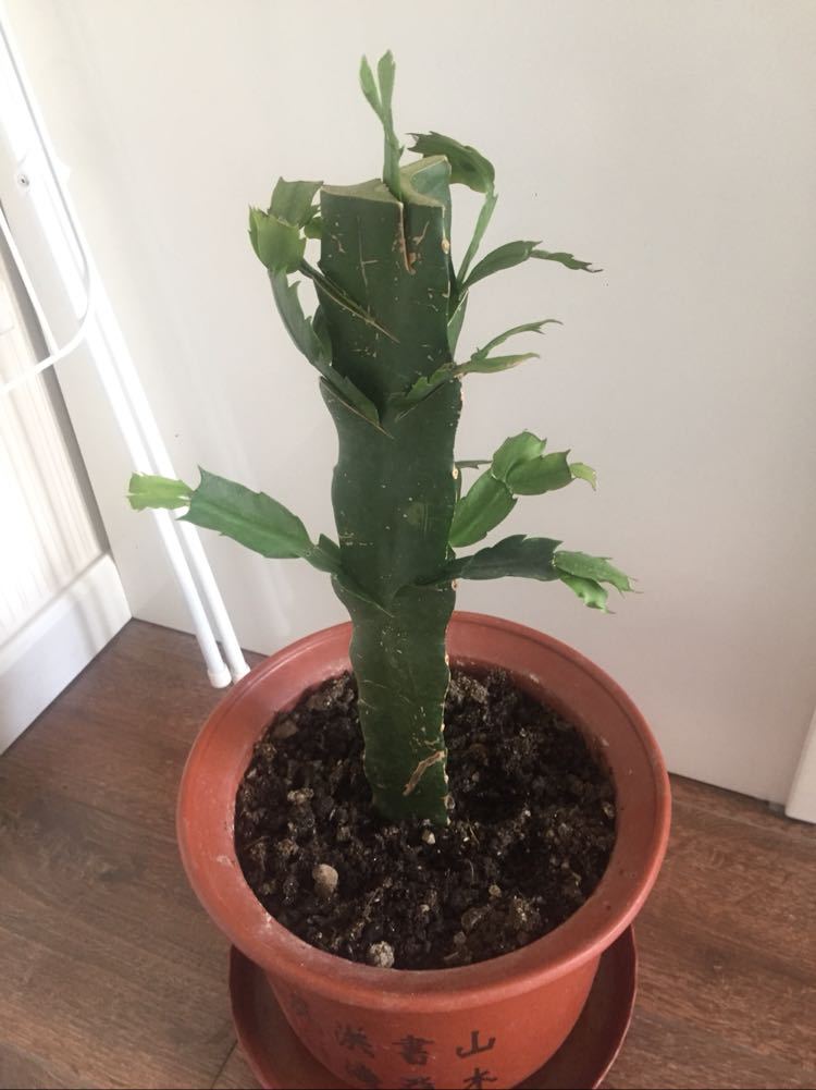 三角柱三棱箭多肉植物可以做嫁接蟹爪兰砧木苗直根好肉厚