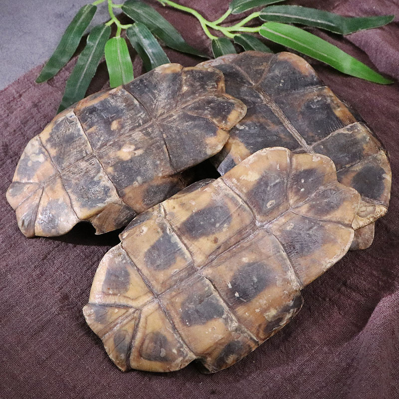 批发供应中药材龟板 生龟板 规格齐全承接订单龟板农产品