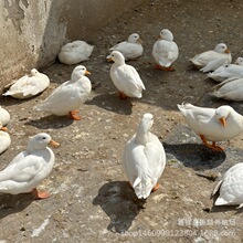 网红宠物科尔鸭 供应观赏型S级柯尔鸭活体成鸭科尔鸭活物租赁展览