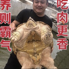 男龟蜜原种大鳄龟苗钓鱼真鳄龟宠物观赏龟大小佛杂变异大鳄龟z.
