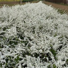 珍珠绣线菊苗 干枝雪柳 丛生珍珠绣线菊绿篱苗 产地批发雪柳条