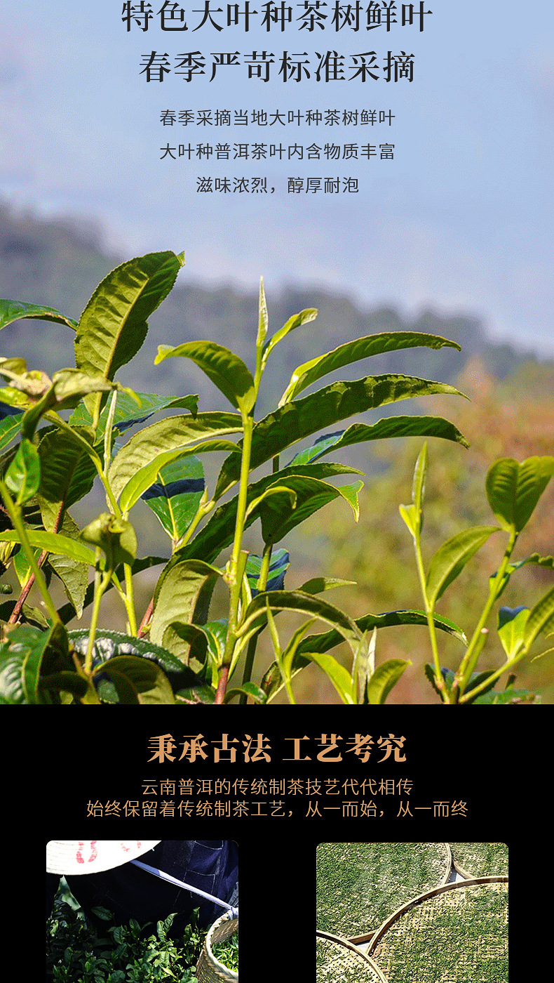 云南特产大叶种勐海普洱茶熟茶茶饼黑茶贺开普洱茶厂家批发357克