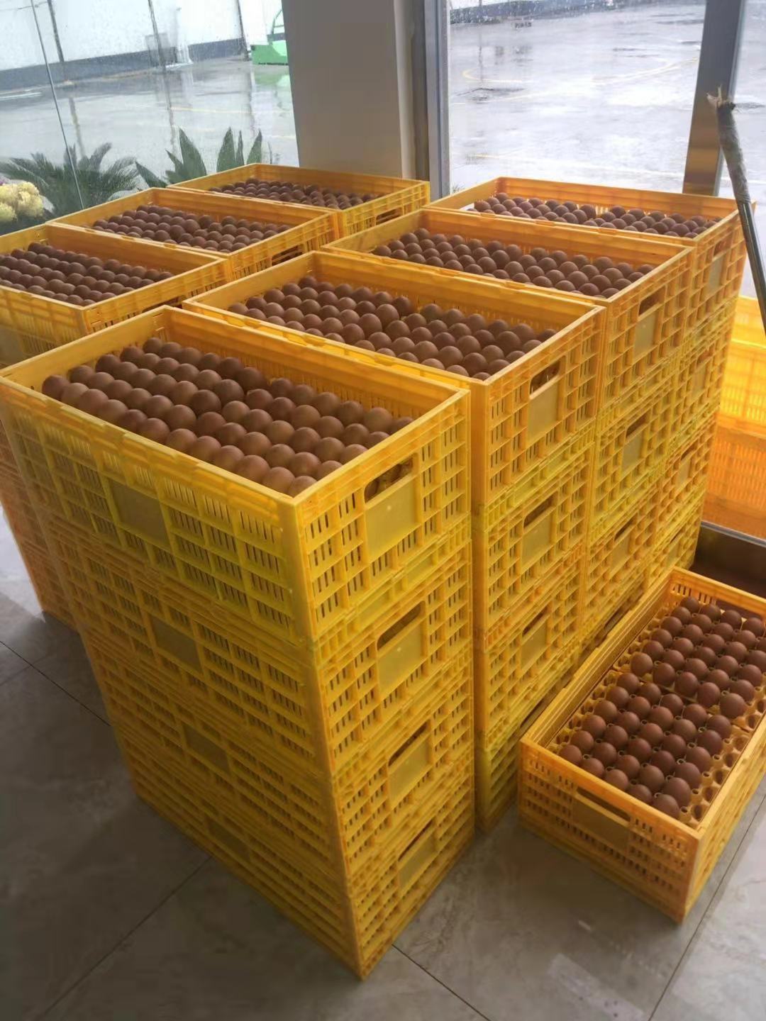 塑料折叠蛋箱 鸡蛋周转箱周转筐 塑料筐 鸡鸭鹅蛋运输框厂家供应