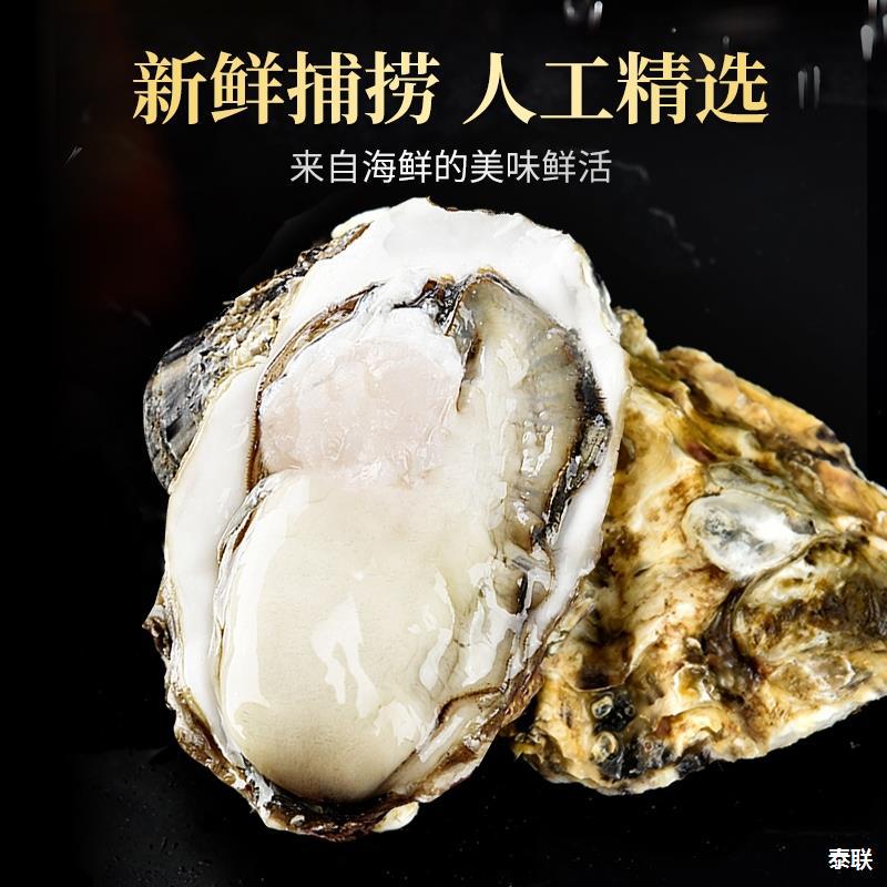 5斤乳山生蚝鲜活新鲜特大海蛎子海鲜牡蛎水产整箱商用批发2箱10斤