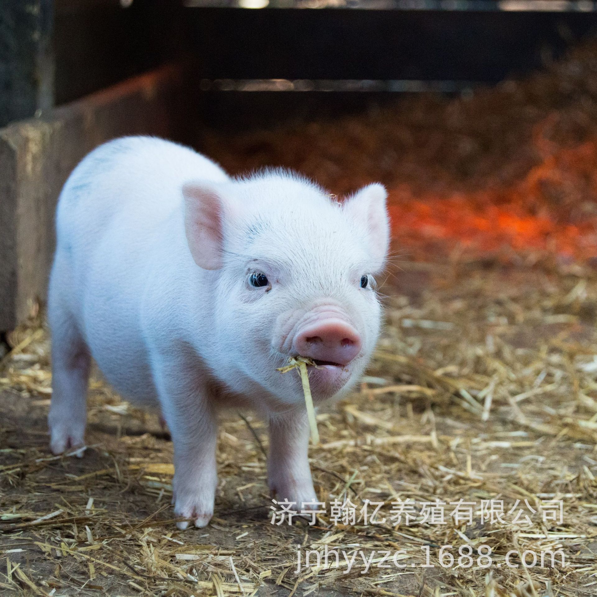 散养种猪巴马香猪活体猪仔小猪苗养殖土猪价格怀孕母猪两头乌