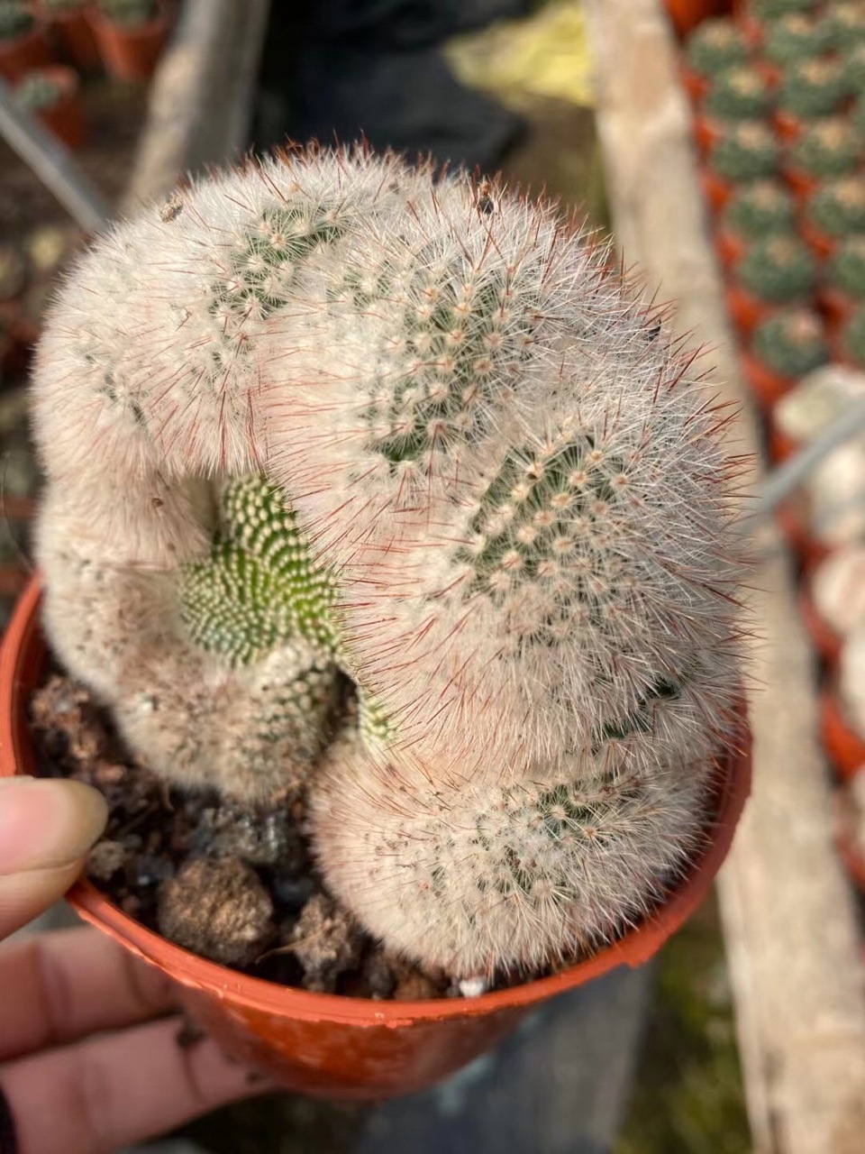 红芙蓉缀化 嫁接落地仙人球 品种稀有 基地直发 居家景观办公