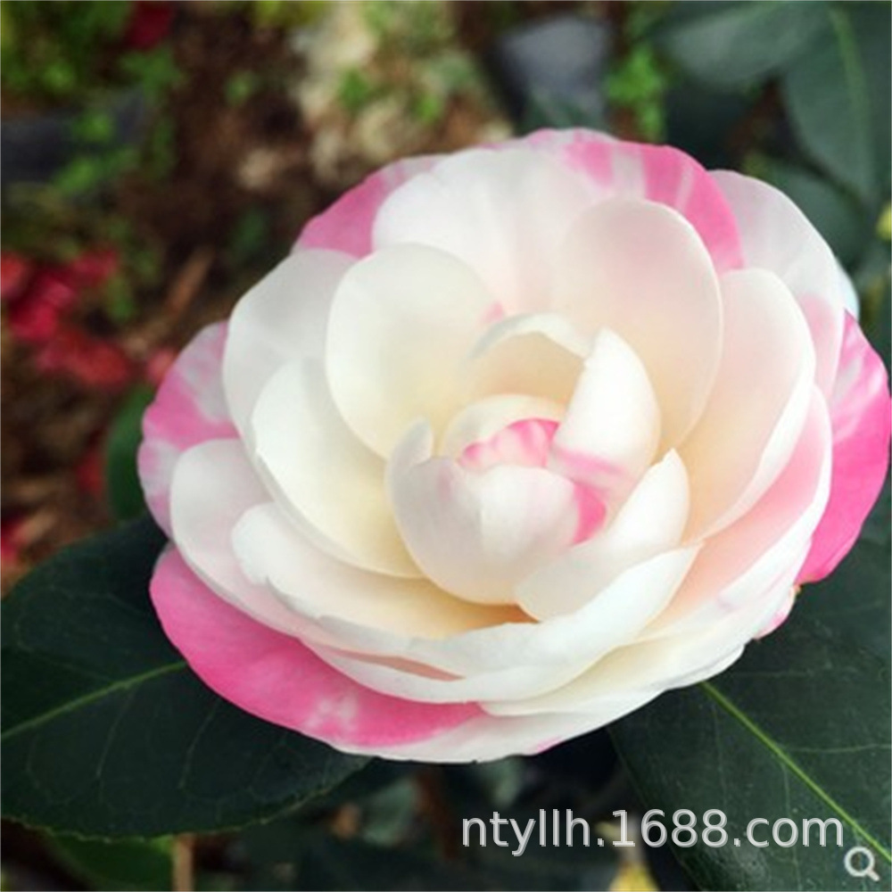 福建茶花黑色蕾丝又名黑色2号山茶花树苗盆栽客厅阳台庭院好养活