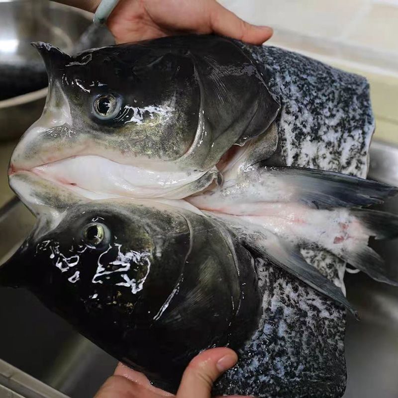 胖头鱼微山湖大头花鲢鱼剁椒鱼头新鲜活鱼淡水鱼批发厂家批发厂家